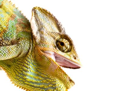 chameleon. isolation on white

の写真素材