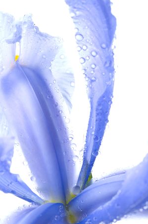 spring purple flowers irises over white background