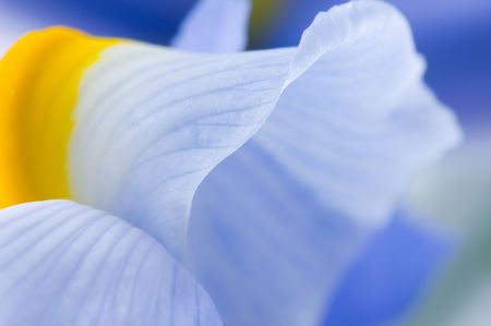 spring purple flowers irises over white background

の写真素材