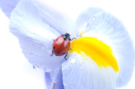 small red Ladybird on flowerの写真素材