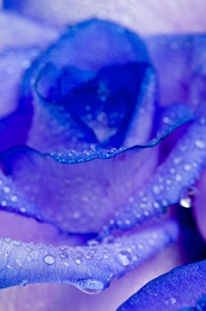 Gentle petals of roses with water dropsの写真素材