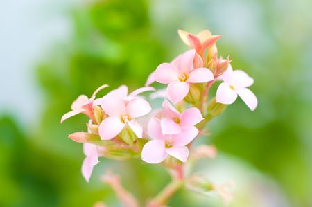 flower. macro/ depth of fieldの写真素材