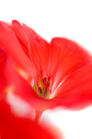 flower. macro/ depth of fieldの写真素材