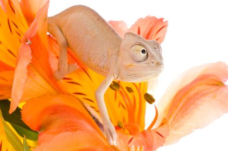 Chameleon on flower. Isolation on whiteの写真素材
