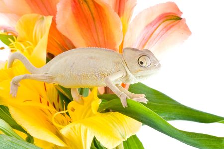 Chameleon on flower. Isolation on whiteの写真素材