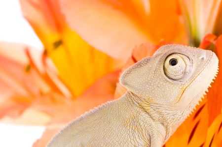 Chameleon on flower. Isolation on whiteの写真素材