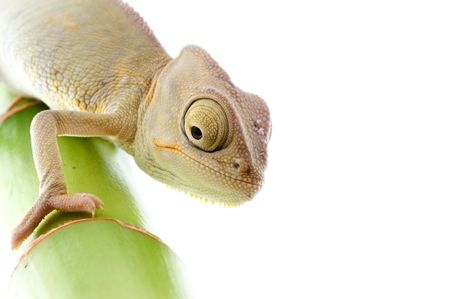 Chameleon on flower. Isolation on whiteの写真素材