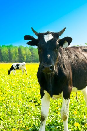 cow in a pasture with cloudy blue skyの写真素材