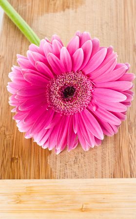 Pink fresh gerberの写真素材