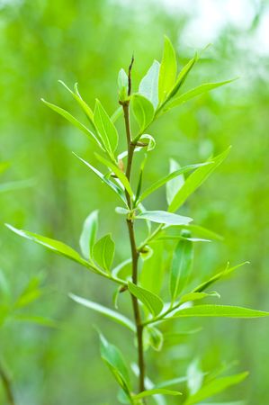 Fresh green leaves in forest