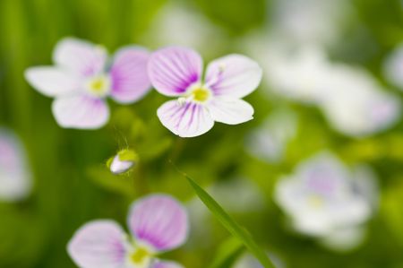 flower forget for me with grass-hopperの写真素材