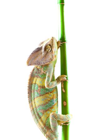 Chameleon on flower. Isolation on whiteの写真素材