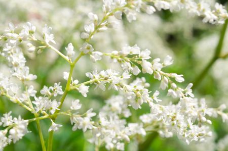 Cherry tree branch in bloomの写真素材