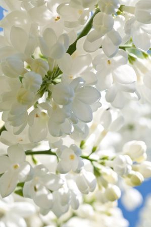 Cherry tree branch in bloomの写真素材