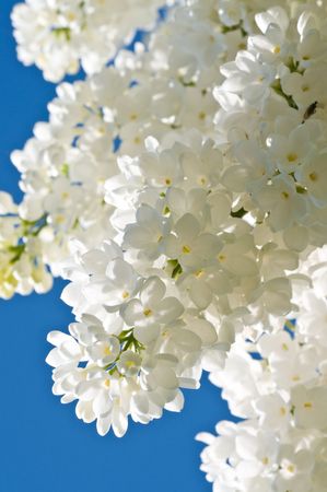 Cherry tree branch in bloomの写真素材