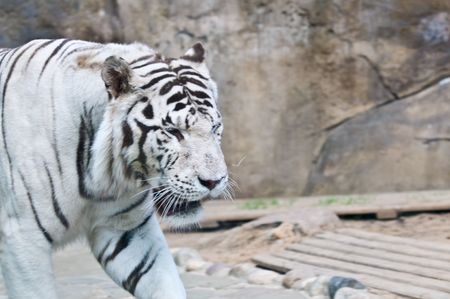 White tiger on a background の写真素材