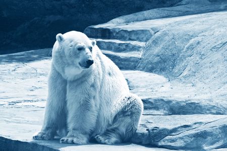polar bearの写真素材