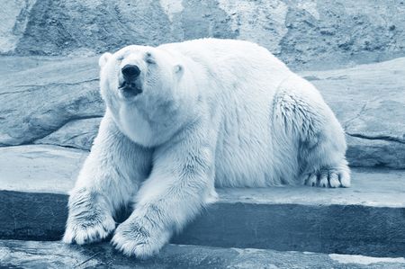 polar bearの写真素材