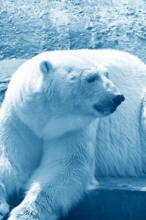 polar bearの写真素材