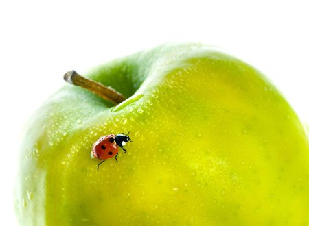 ladybird on green apple and dropの写真素材