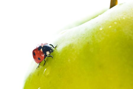 ladybird on green apple and dropの写真素材