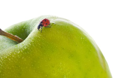 ladybird on green apple and dropの写真素材