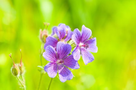 early summer flowering geranium by the name of gravetyeの写真素材