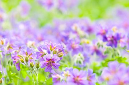 early summer flowering geranium by the name of gravetyeの写真素材