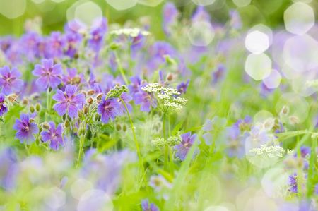 early summer flowering geranium by the name of gravetyeの写真素材