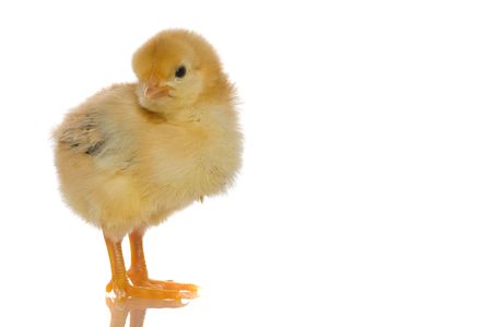 cute chicks, over white backgroundの写真素材