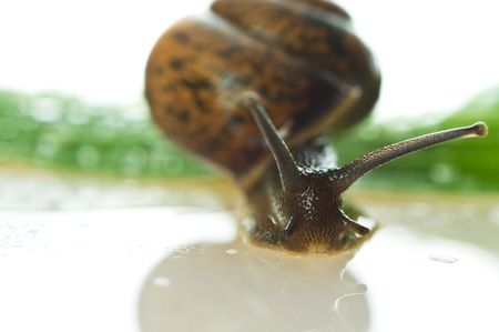 Snail on a fresh leafの写真素材