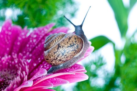 snail and flowers gerber の写真素材