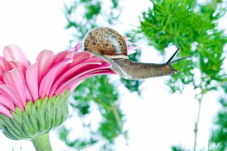 snail and flowers gerber の写真素材