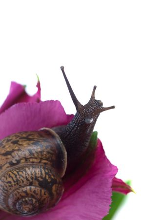 snail and flowers gerber の写真素材