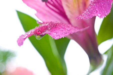 red flower/ macroの写真素材