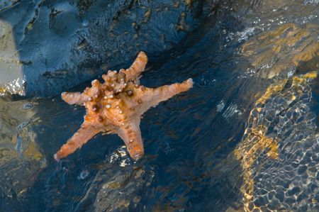 starfish on rock at seashore

の写真素材
