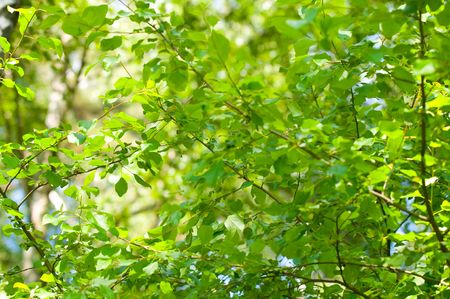 Green leaf. 