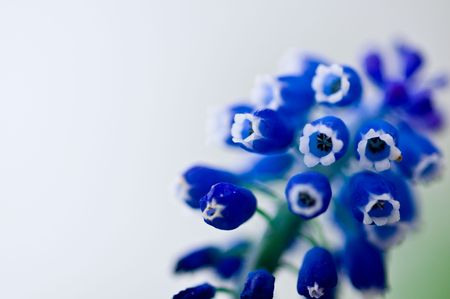 Purple flowers. small shot DOFの写真素材