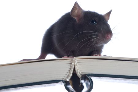   domestic rat sitting on book 

の写真素材