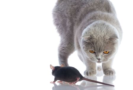 cat and mouse together isolated on a white backgroundの写真素材