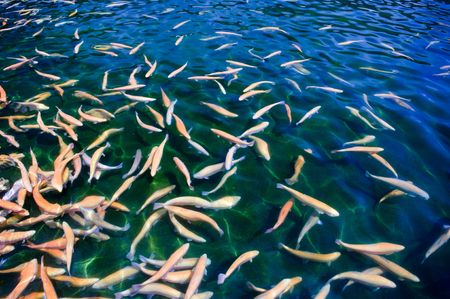 Multicolored trout swim in a river uncontaminated 
の写真素材