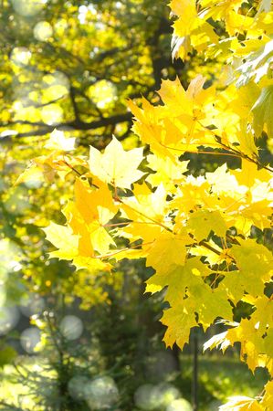autumn leaves 