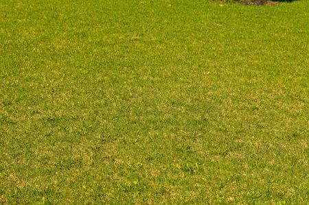 Grass on a golf field 

の写真素材