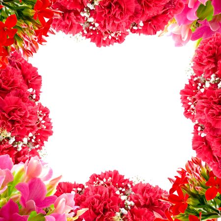 Beautiful red flowers of carnations 
の写真素材