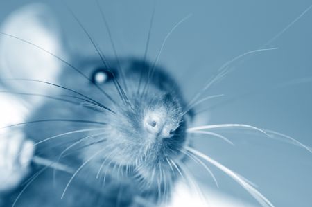 funny rat close-up isolated on white background の写真素材