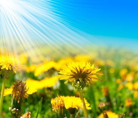 Field of dandelions on background of the skyの写真素材