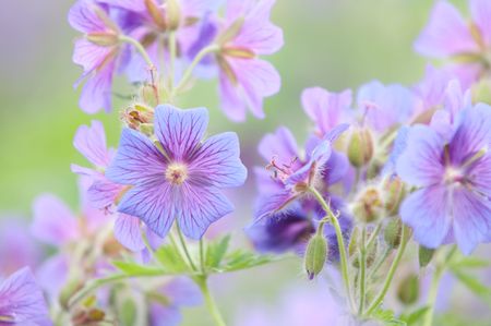 Field of cornflowersの写真素材