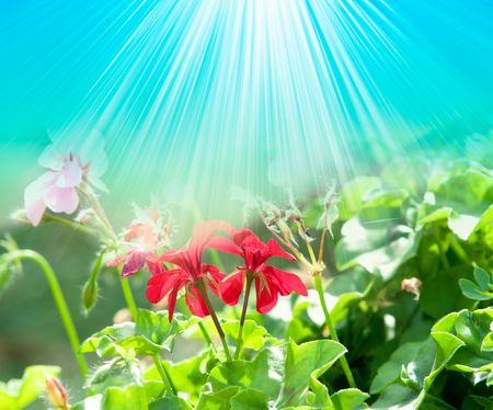 geranium flowers and plants useful as a backgroundの写真素材