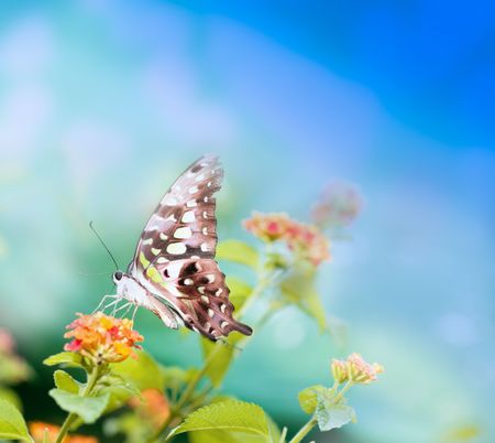 beauty butterfly on  leaf. small DOFの写真素材