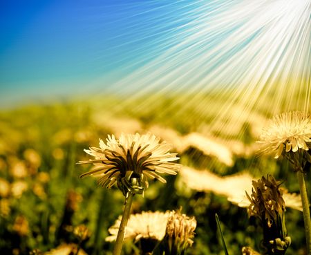 Field of dandelions on background of the skyの写真素材